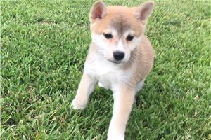 Ozzy - Shiba Inu for sale