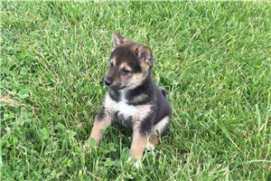 Simba - puppy for sale