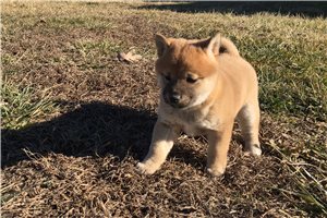Riki - puppy for sale