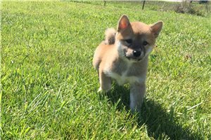 River - Shiba Inu for sale