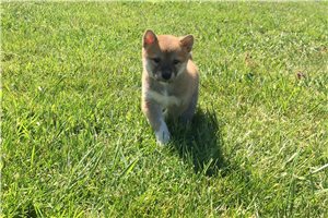 River - Shiba Inu for sale