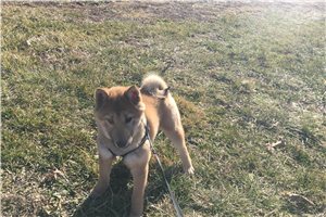 Lolley - Shiba Inu for sale