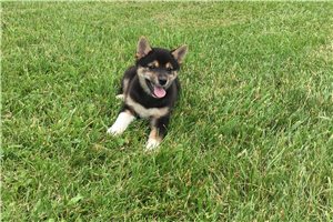 Lexi - Shiba Inu for sale