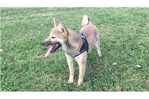 Ellie - Shiba Inu for sale