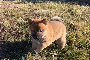 Fiona - Shiba Inu for sale