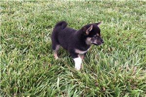 Lexi - Shiba Inu for sale