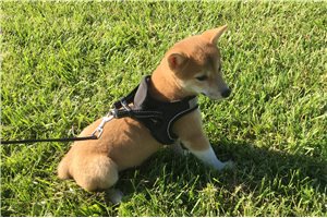 Marley - Shiba Inu for sale
