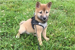 Hollie - Shiba Inu for sale