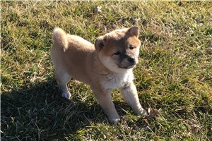 Willow - puppy for sale