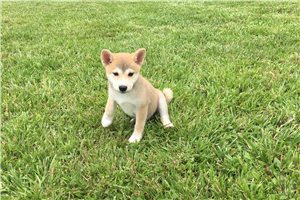 Ozzy - Shiba Inu for sale