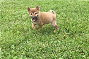 Ellie - Shiba Inu for sale