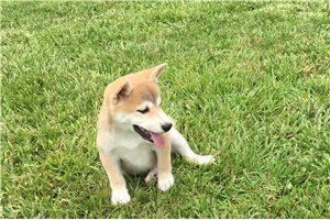 Ozzy - Shiba Inu for sale