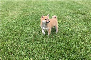 River - Shiba Inu for sale
