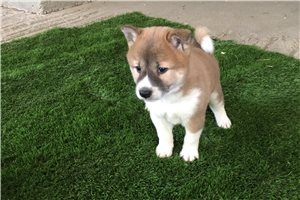 Nolan - puppy for sale
