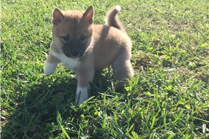 Kohen - puppy for sale