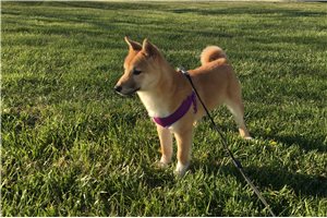 Hardy - Shiba Inu for sale