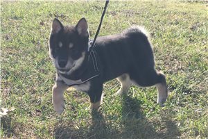 Sophie - puppy for sale