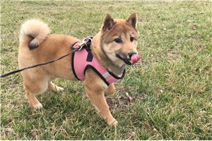 Lolley - Shiba Inu for sale