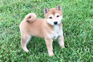 Venus - Shiba Inu for sale