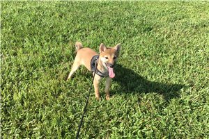 Ellie - Shiba Inu for sale