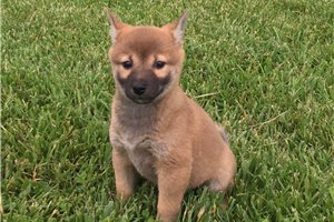 Ellie - Shiba Inu for sale