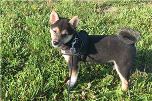 Lexi - Shiba Inu for sale