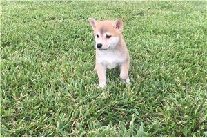 Ozzy - Shiba Inu for sale