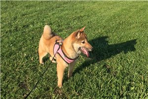 Lolley - Shiba Inu for sale