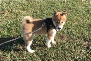 Abby - puppy for sale