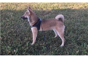 Ellie - Shiba Inu for sale