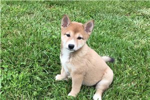 Roxi - Shiba Inu for sale