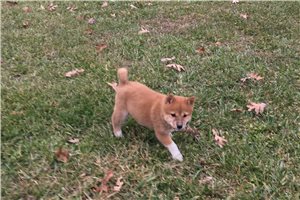 Ellie - puppy for sale