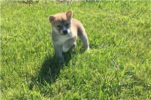 Ozzy - Shiba Inu for sale