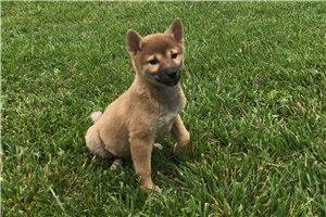 Ellie - Shiba Inu for sale