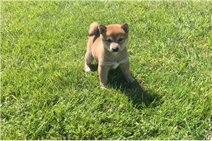 Roxi - Shiba Inu for sale