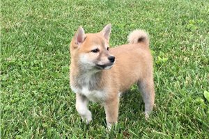 River - Shiba Inu for sale