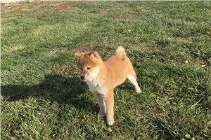Fiona - Shiba Inu for sale