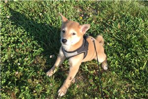 Roxi - Shiba Inu for sale