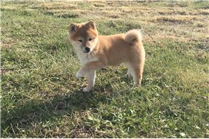 Fiona - Shiba Inu for sale