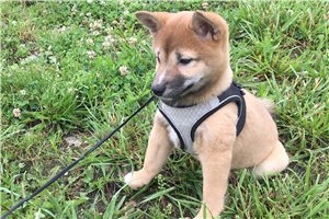 Hollie - Shiba Inu for sale