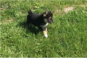 Lexi - Shiba Inu for sale