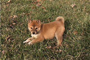 Rocky - puppy for sale
