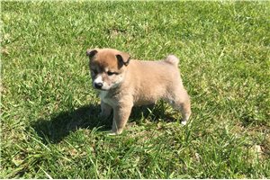 Sadie - puppy for sale
