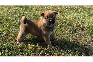 Jillian - Shiba Inu for sale