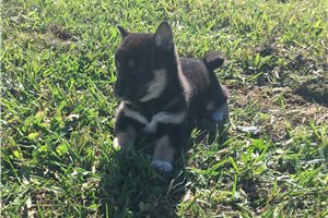 Avah - puppy for sale
