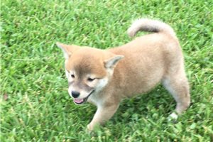 Brody - Shiba Inu for sale