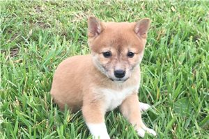Marley - Shiba Inu for sale