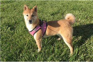 Hardy - Shiba Inu for sale