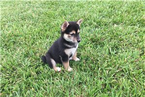 Carly - Shiba Inu for sale