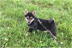 Lexi - Shiba Inu for sale
